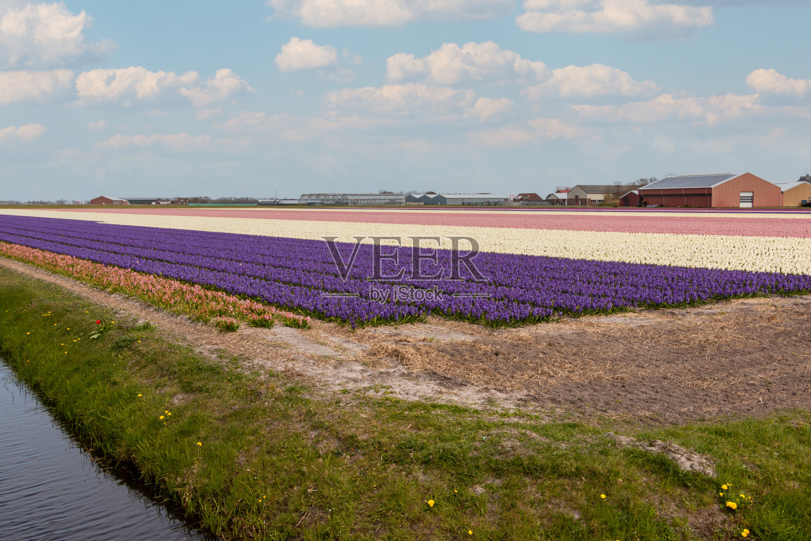 田野里到处都是色彩鲜艳的风信子照片摄影图片