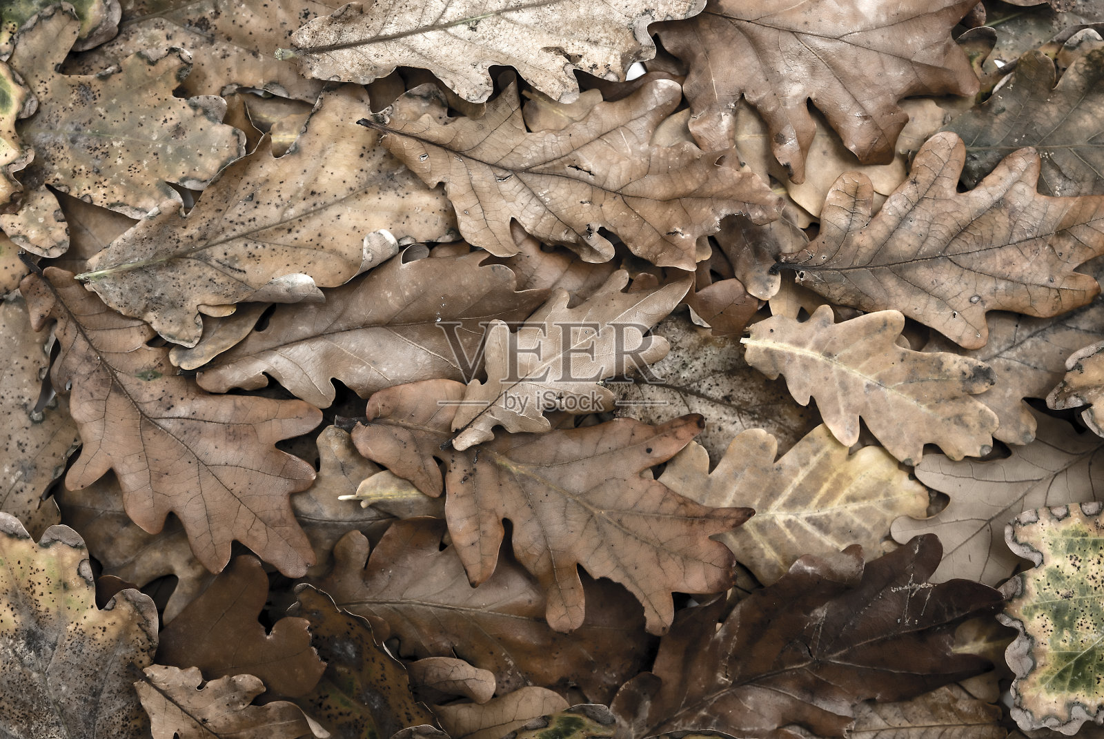 以秋叶为背景照片摄影图片