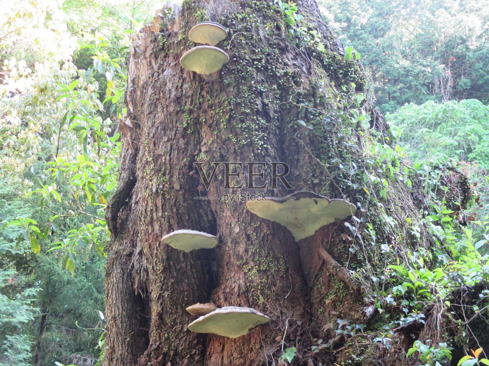 “灵芝”(Sarnokoshikake)生长在麻生的森林中照片摄影图片