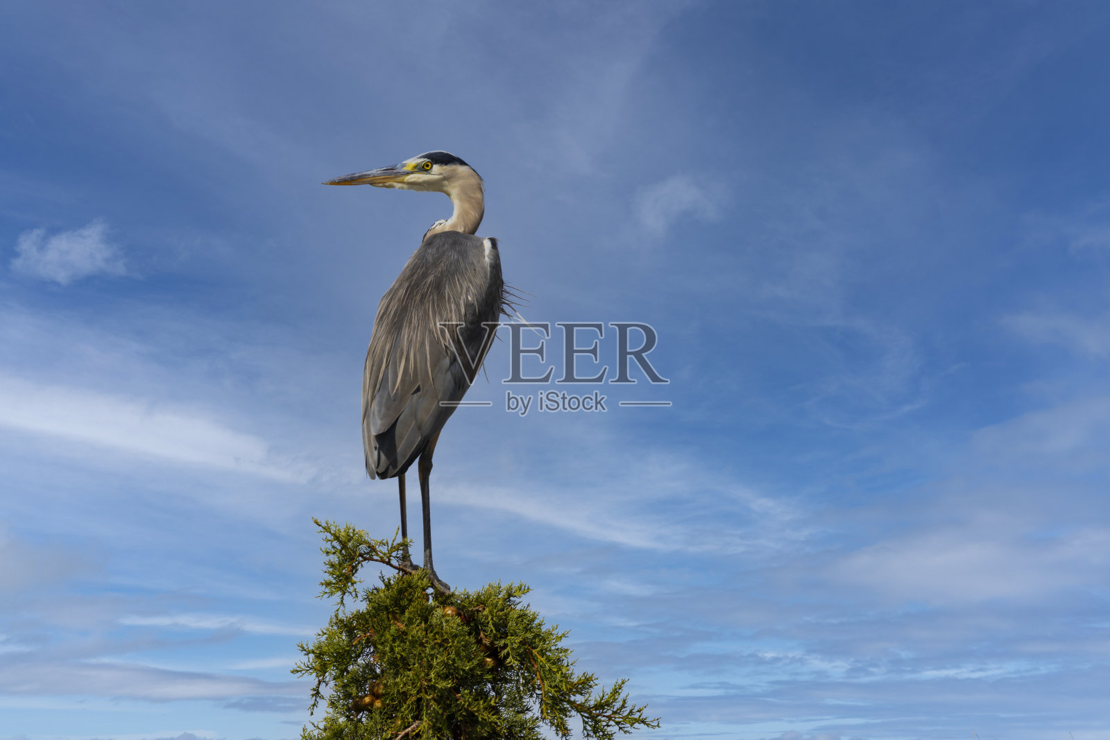 意大利托斯卡纳，马雷马自然公园的灰鹭照片摄影图片