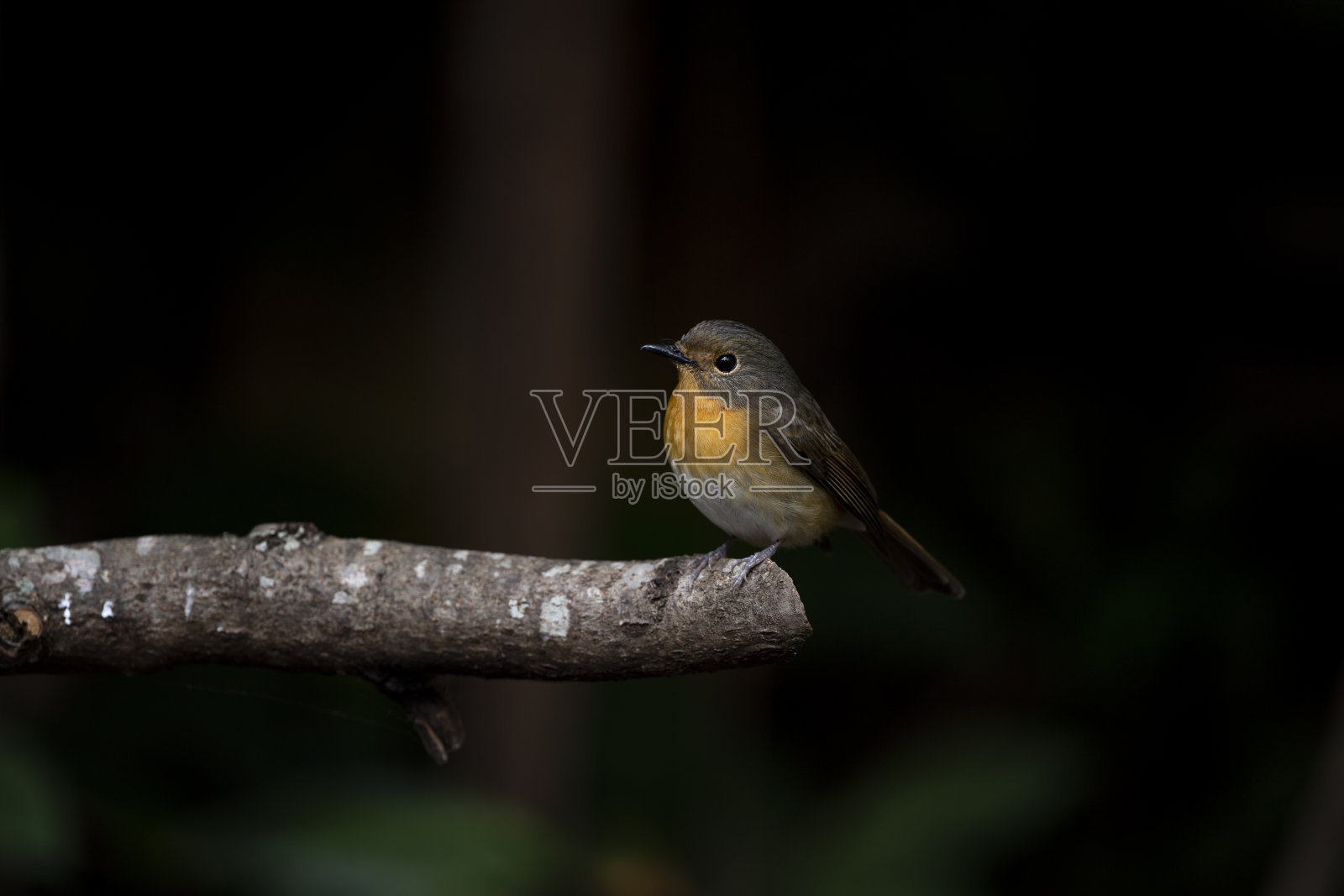 山蓝捕蝇草照片摄影图片
