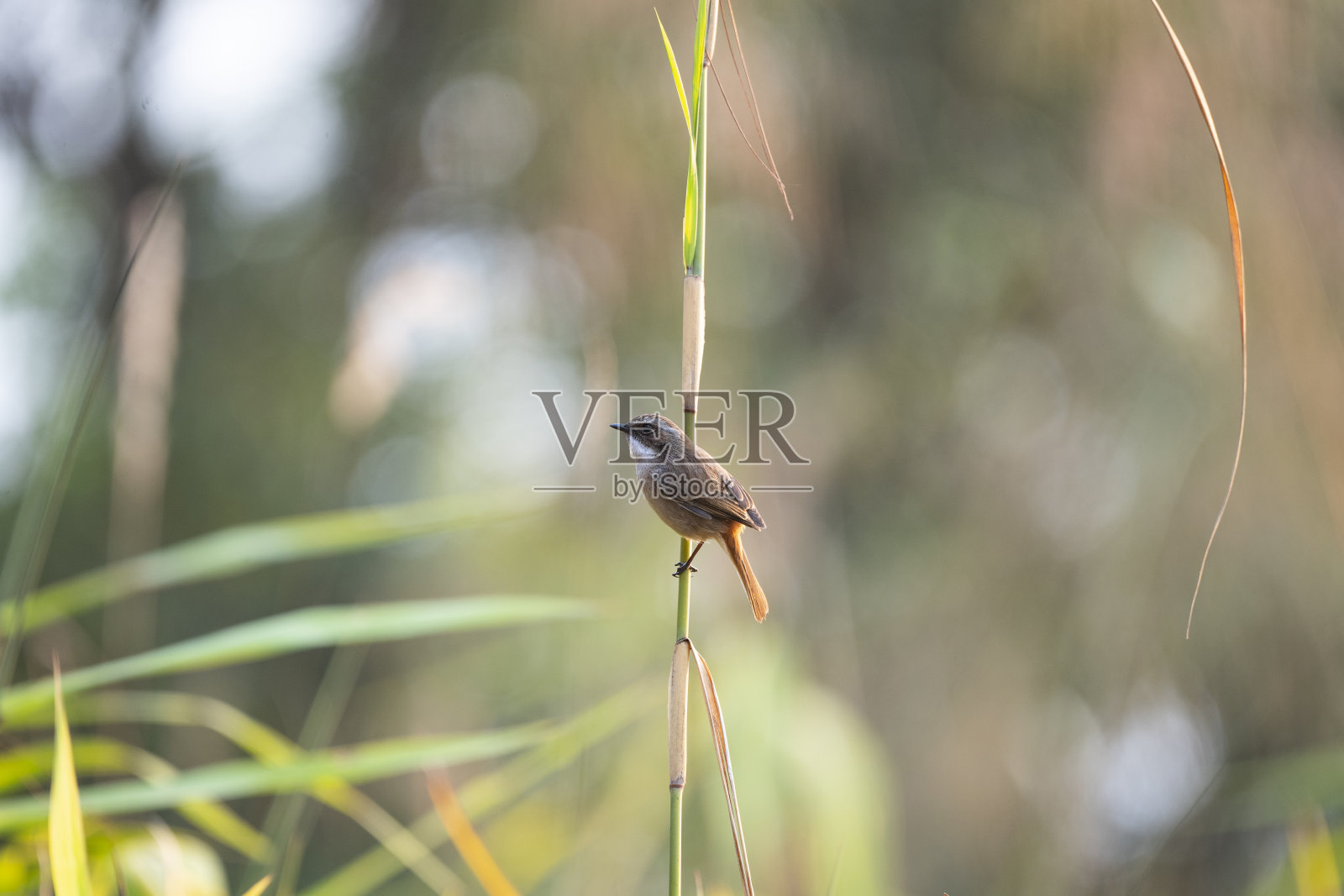 灰色 - 布什查特照片摄影图片