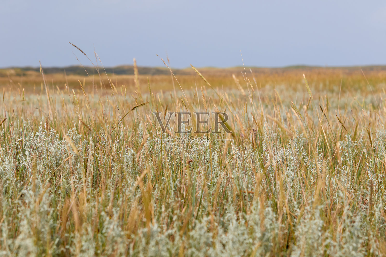 特塞尔的风流韵事照片摄影图片