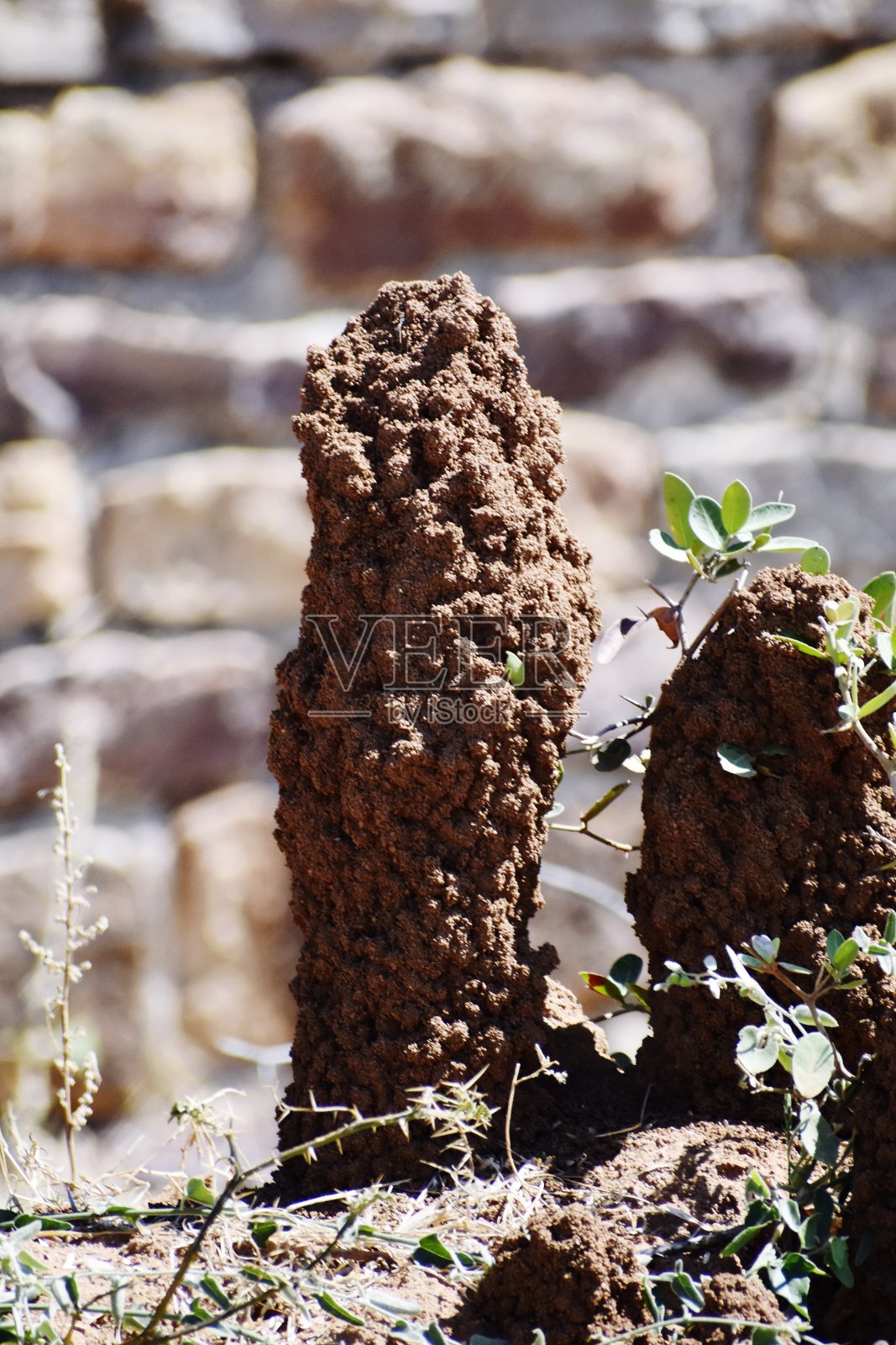 蚂蚁的家照片摄影图片
