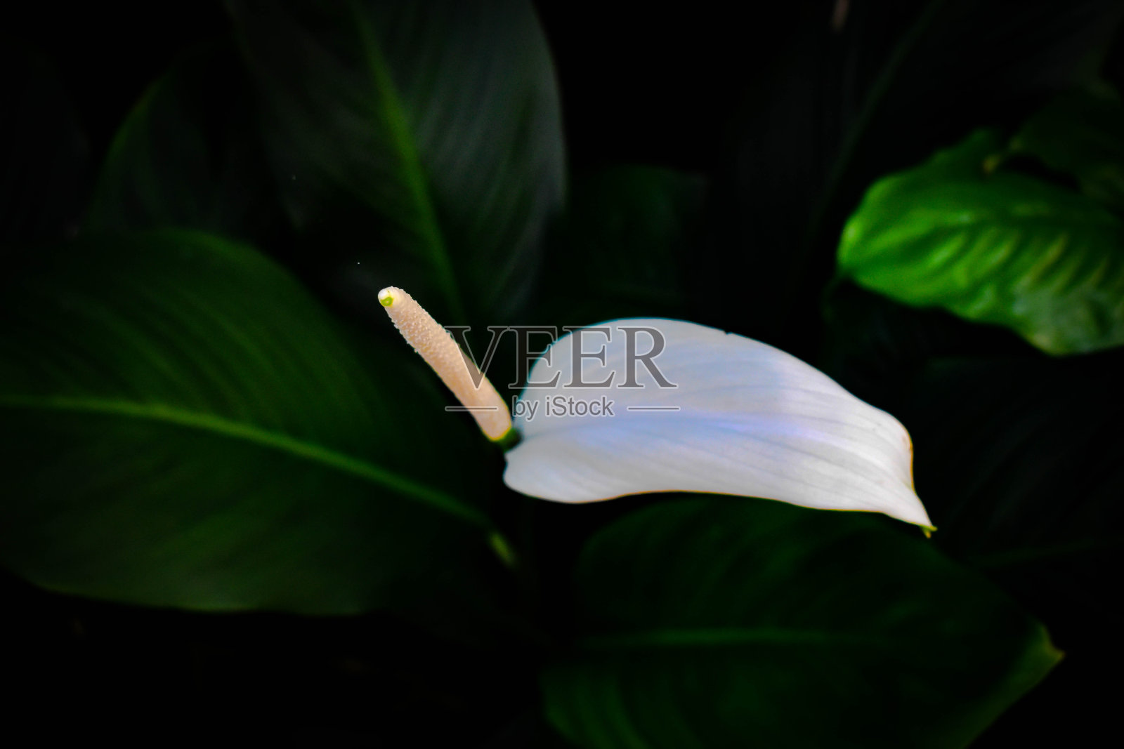 白色红掌火烈鸟花的焦点与绿色和白色的叶子从上角度拍摄照片摄影图片