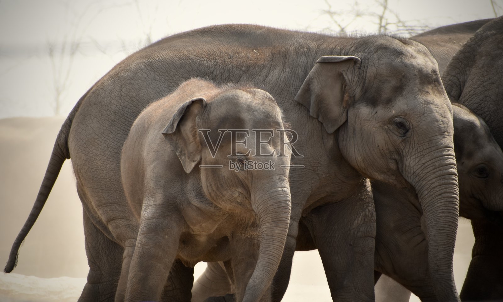 小和可爱照片摄影图片