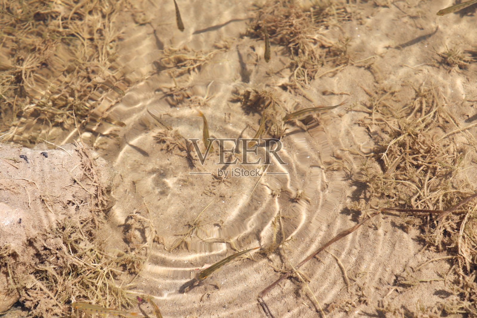 湖里的小鱼照片摄影图片