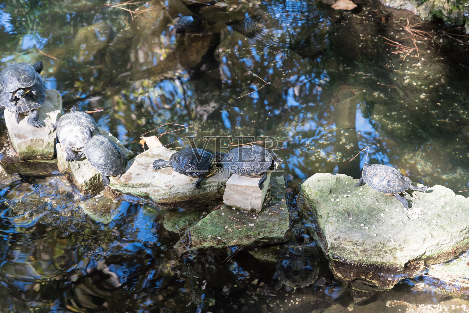 喷泉里的淡水龟照片摄影图片