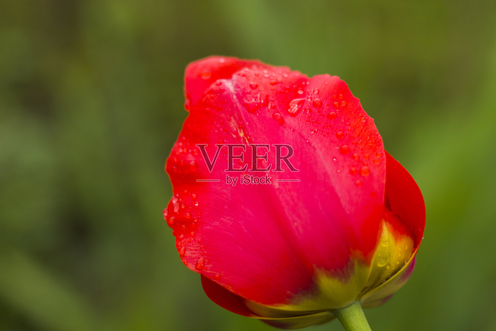 自然背景照片摄影图片