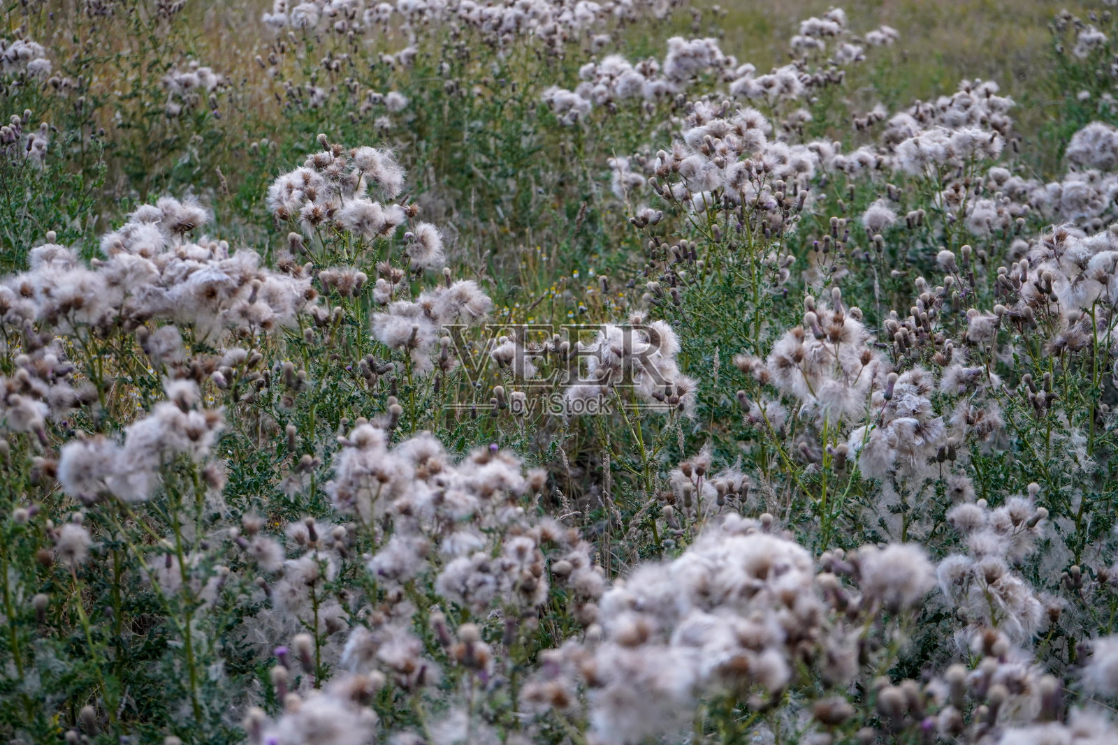 近距离的绒毛白色蓟花头照片摄影图片