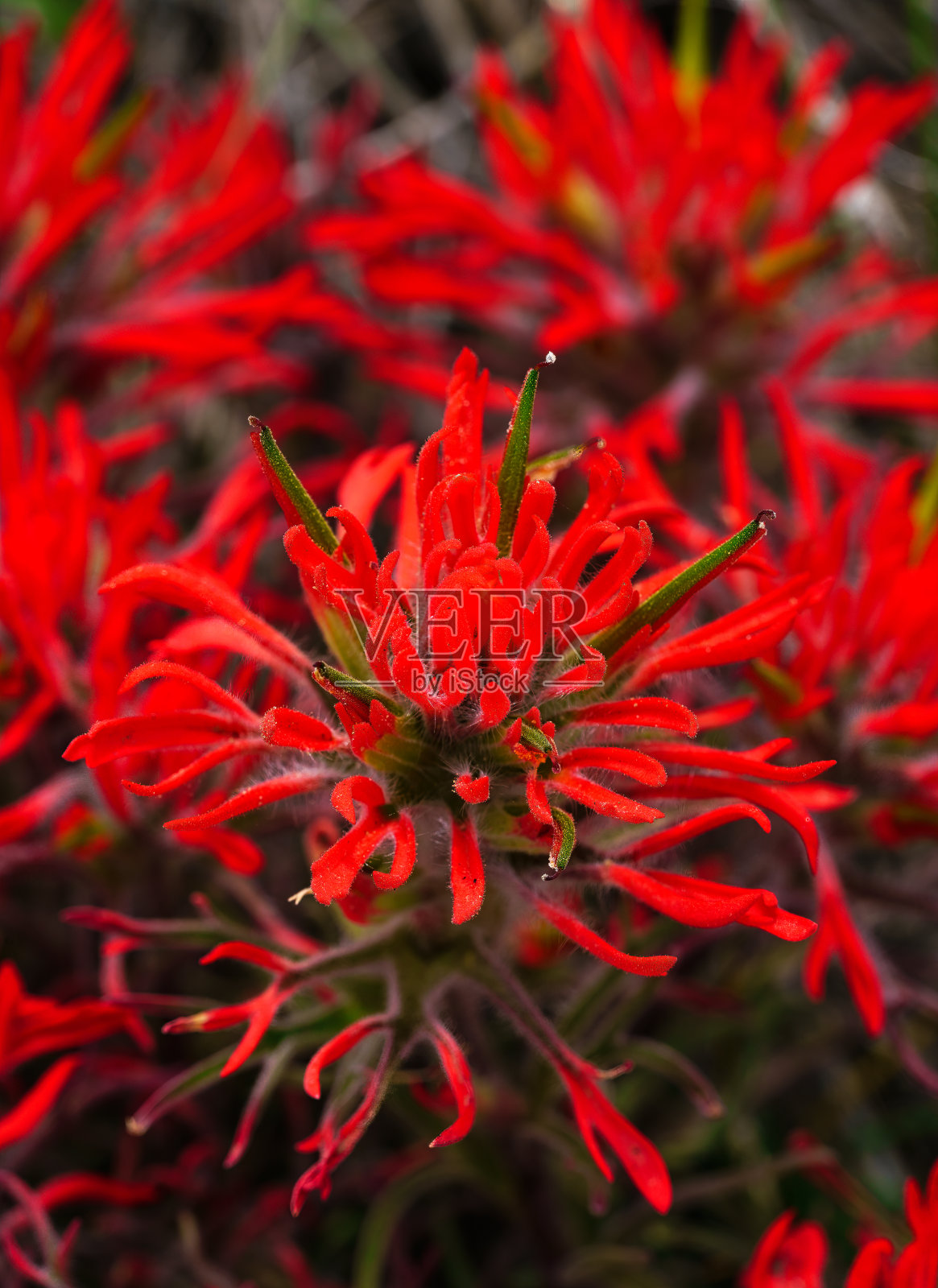 红色沙漠画笔野花细节照片摄影图片