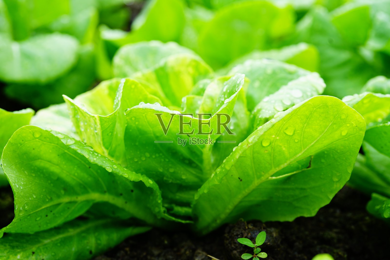 农场中的绿色有机蔬菜照片摄影图片