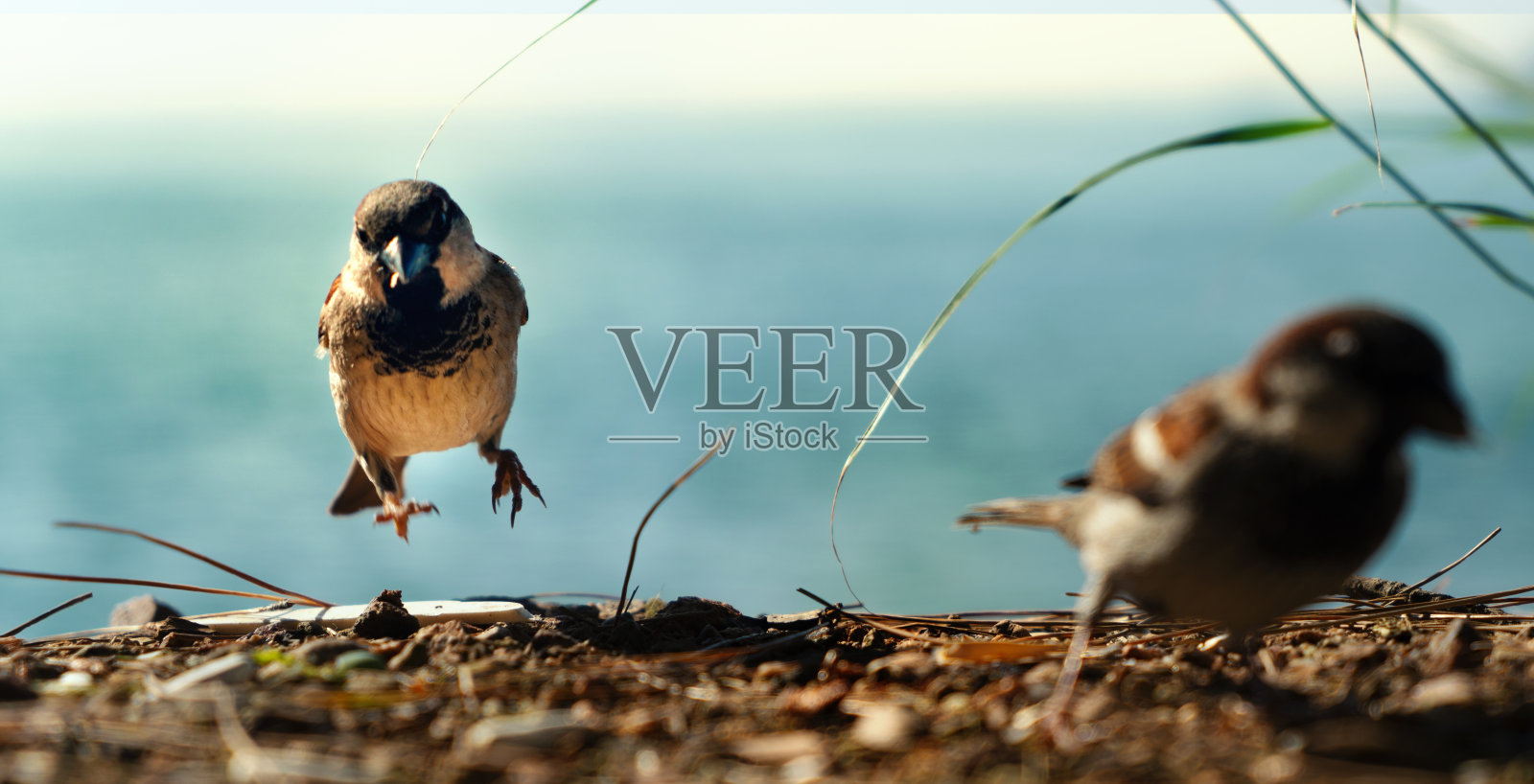 沙地上的麻雀特写照片摄影图片