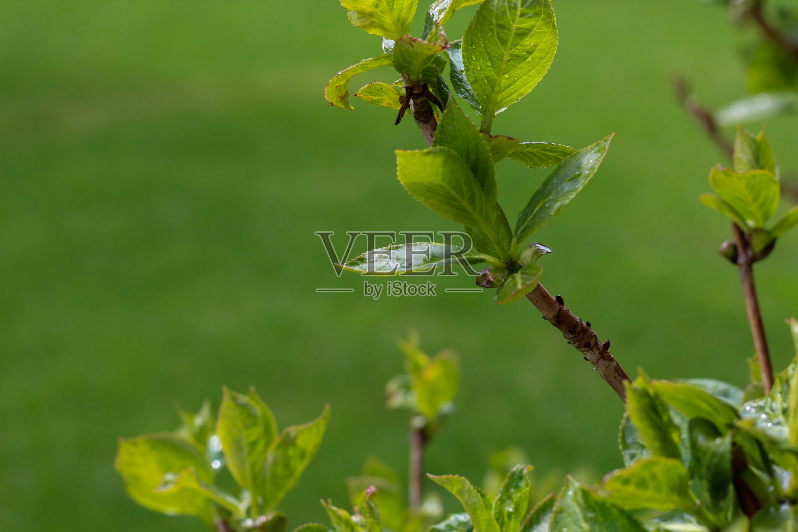 可能会下雨照片摄影图片