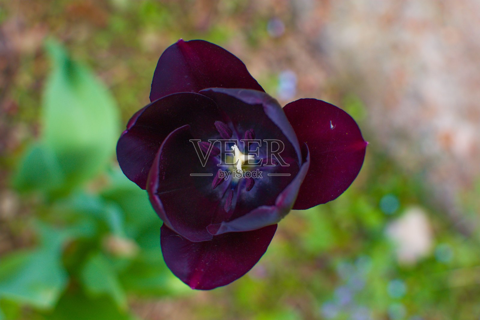 深紫色郁金香照片摄影图片