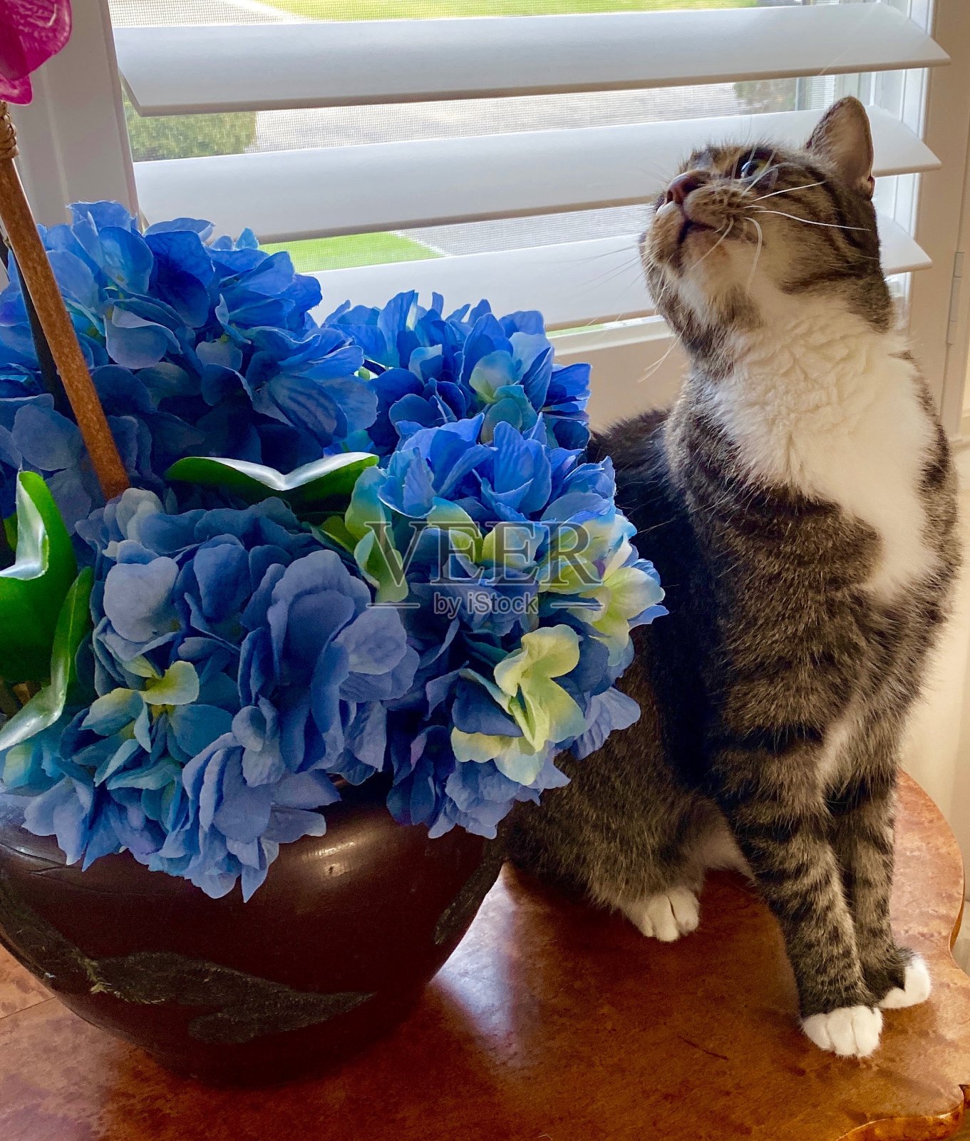 虎斑猫趴在木桌上，抬头一看，旁边是人造的蓝色小花照片摄影图片