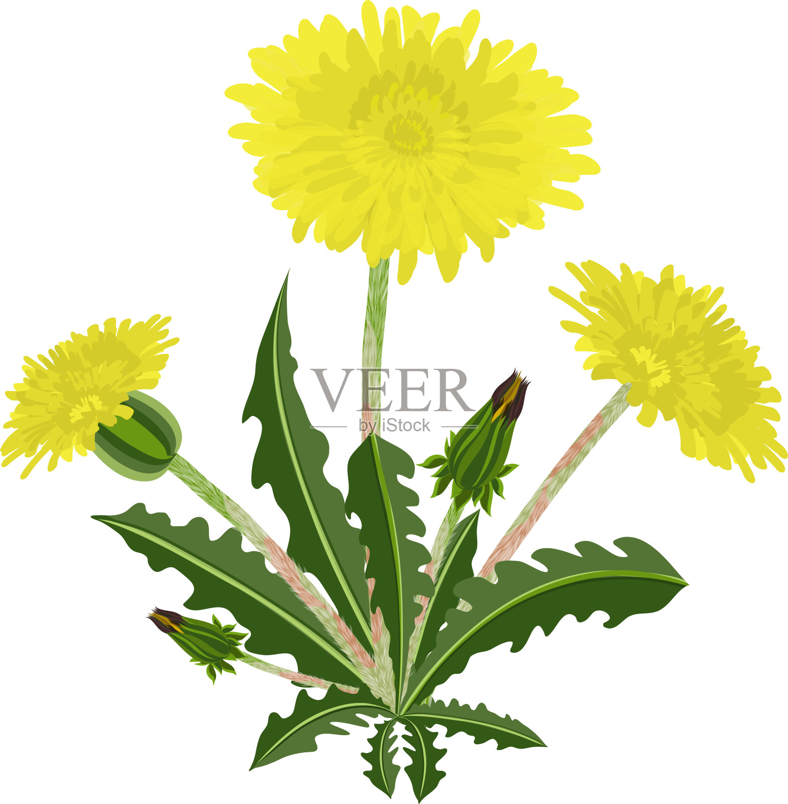 矢量插图的蒲公英与绿色的叶子。设计元素图片
