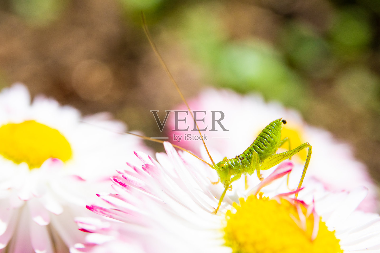 五颜六色的花朵上有一只小蚱蜢坐在花瓣上照片摄影图片