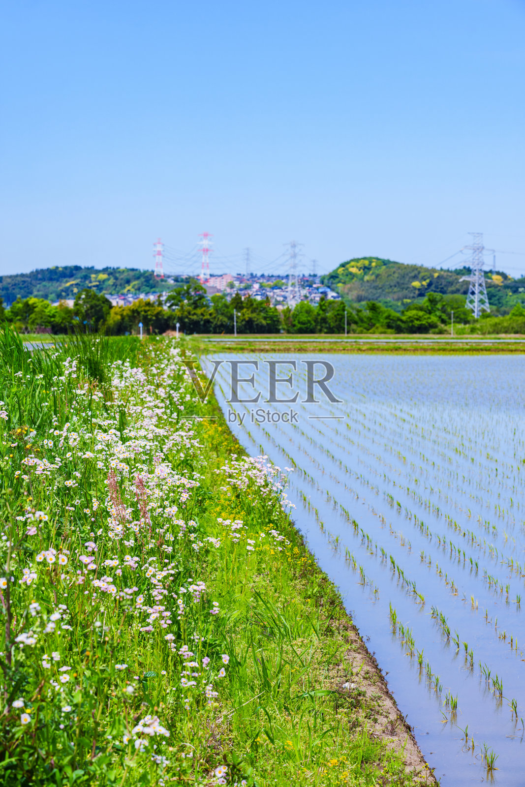 日本稻田景观照片摄影图片