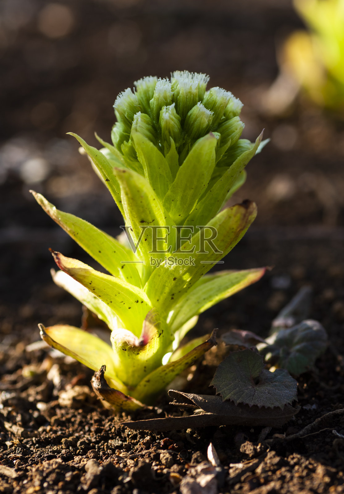 日本款冬属春季野生植物照片摄影图片