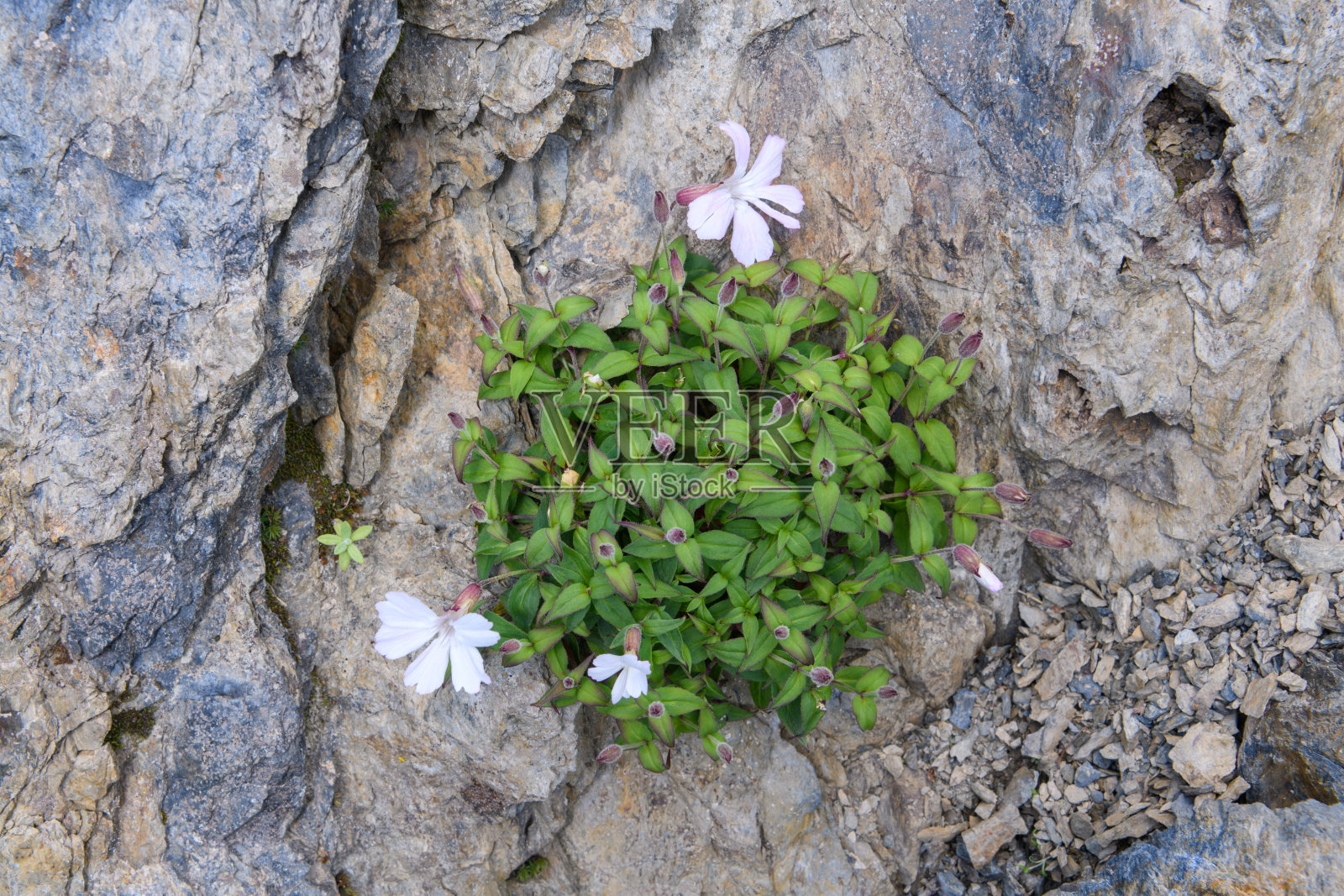 Kitadake山的高山植物(学名:Silene akaisialpina f. leucantha)照片摄影图片