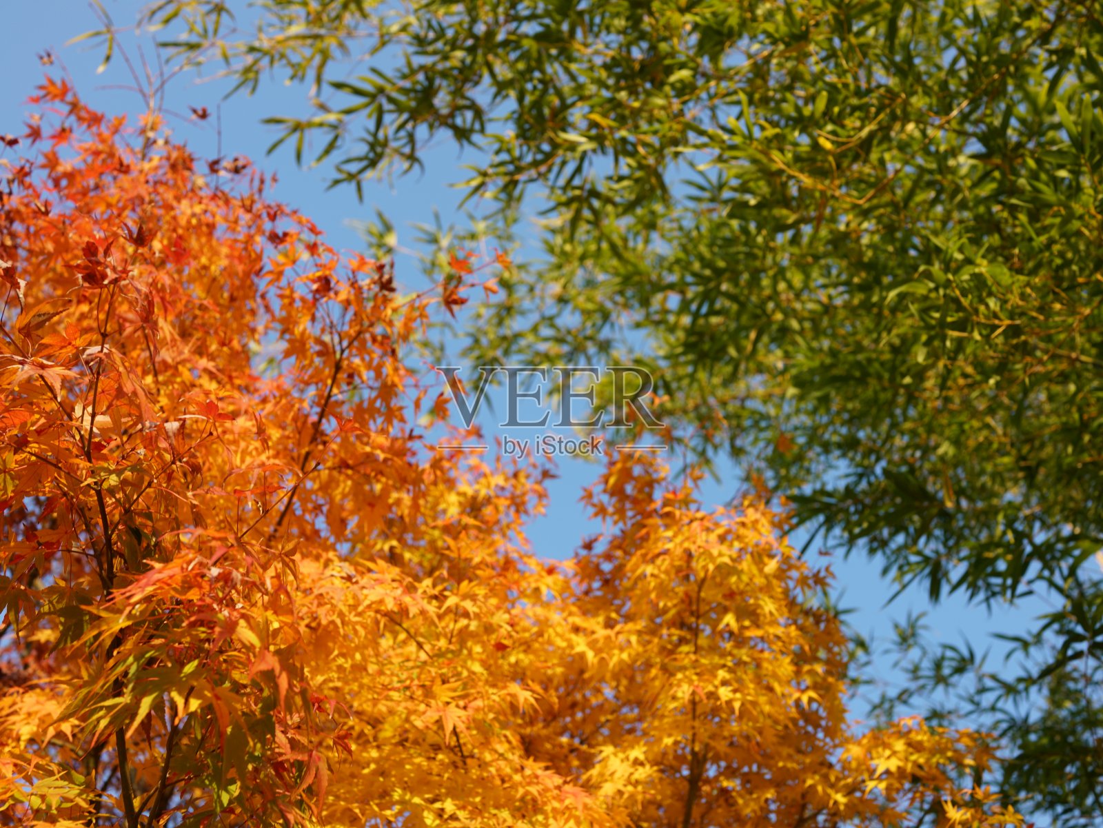 秋天的落叶照片摄影图片