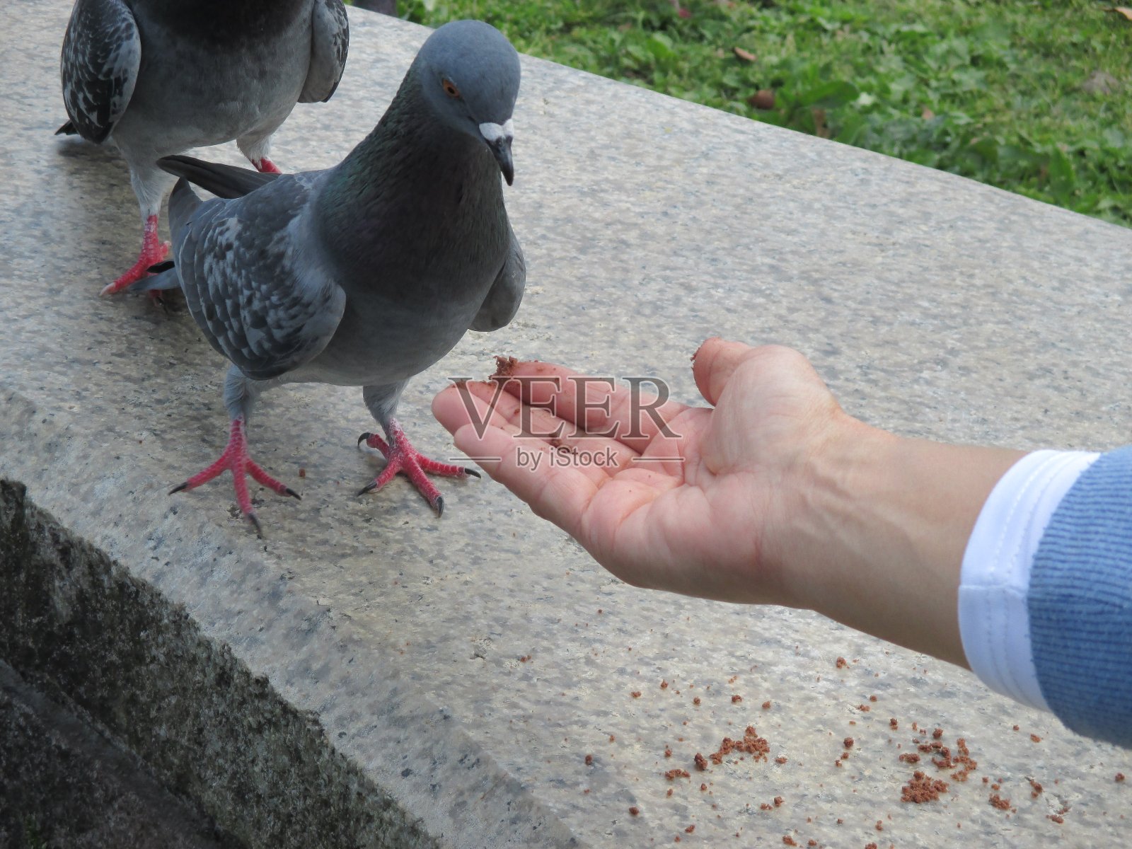 鸽子聚集在公园里向人们乞讨食物照片摄影图片