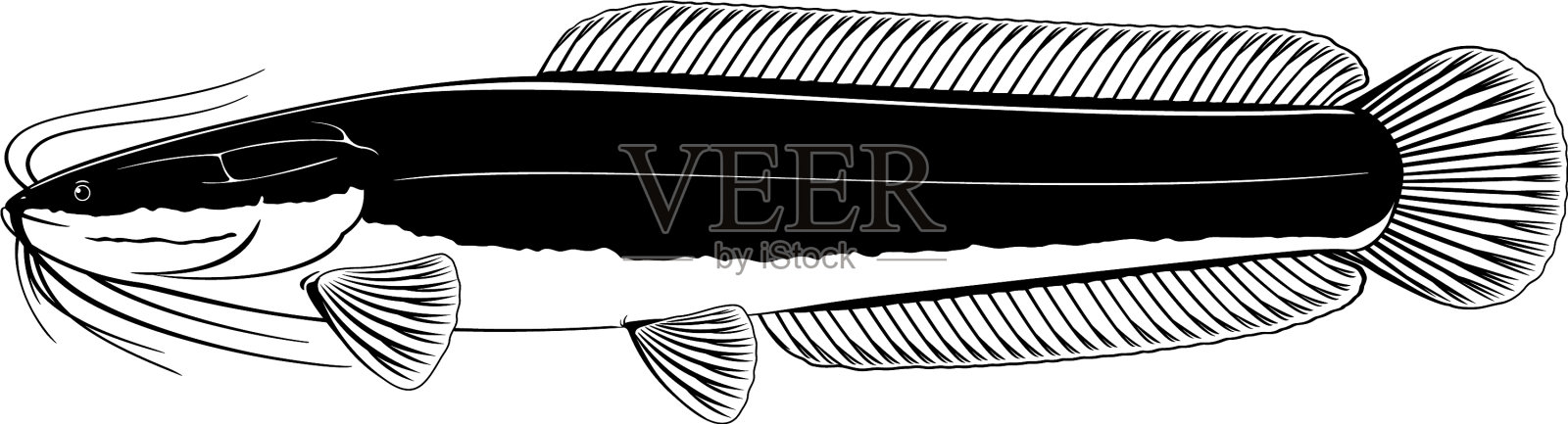 孤立的非洲尖牙鲶鱼设计元素图片