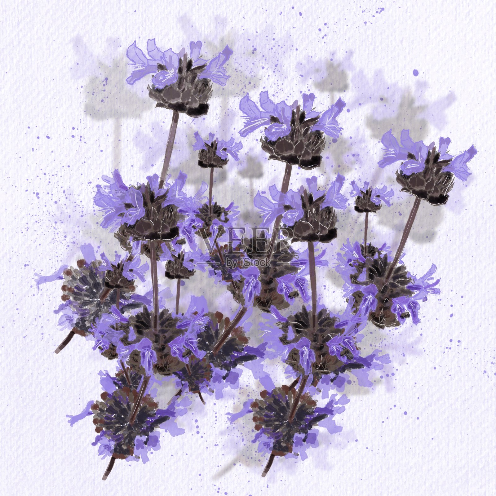 香鼠尾草花插画图片素材