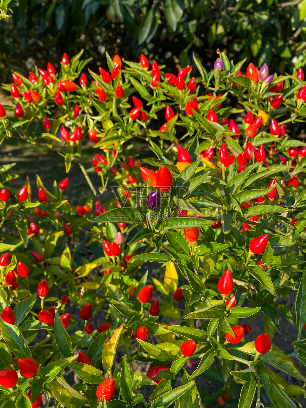 混合颜色的辣椒在树上照片摄影图片