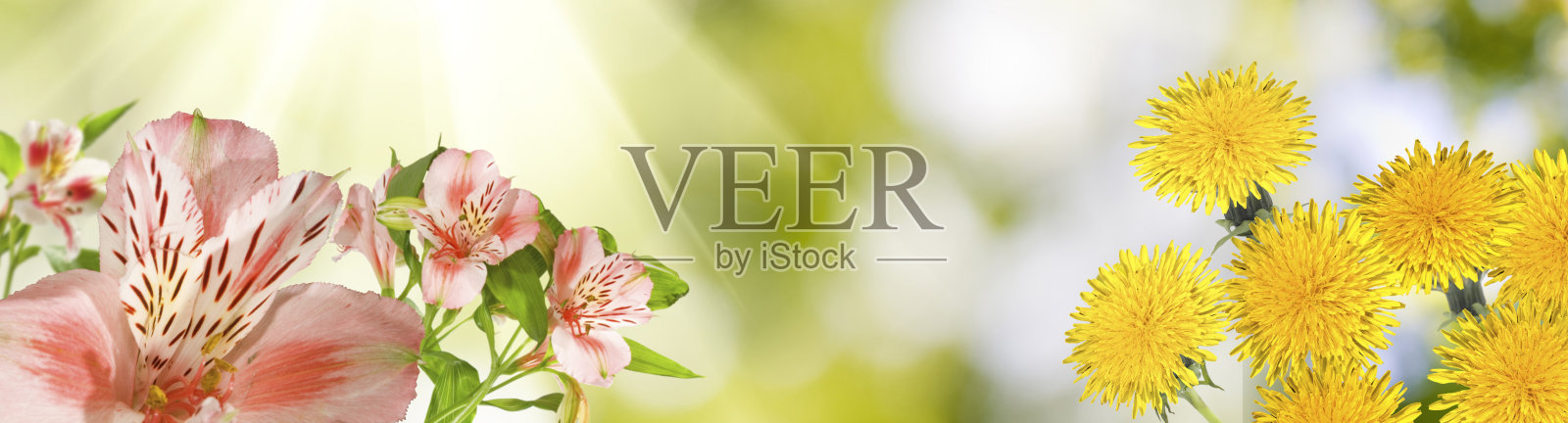 美丽的花在花园里的蓝色背景特写照片摄影图片