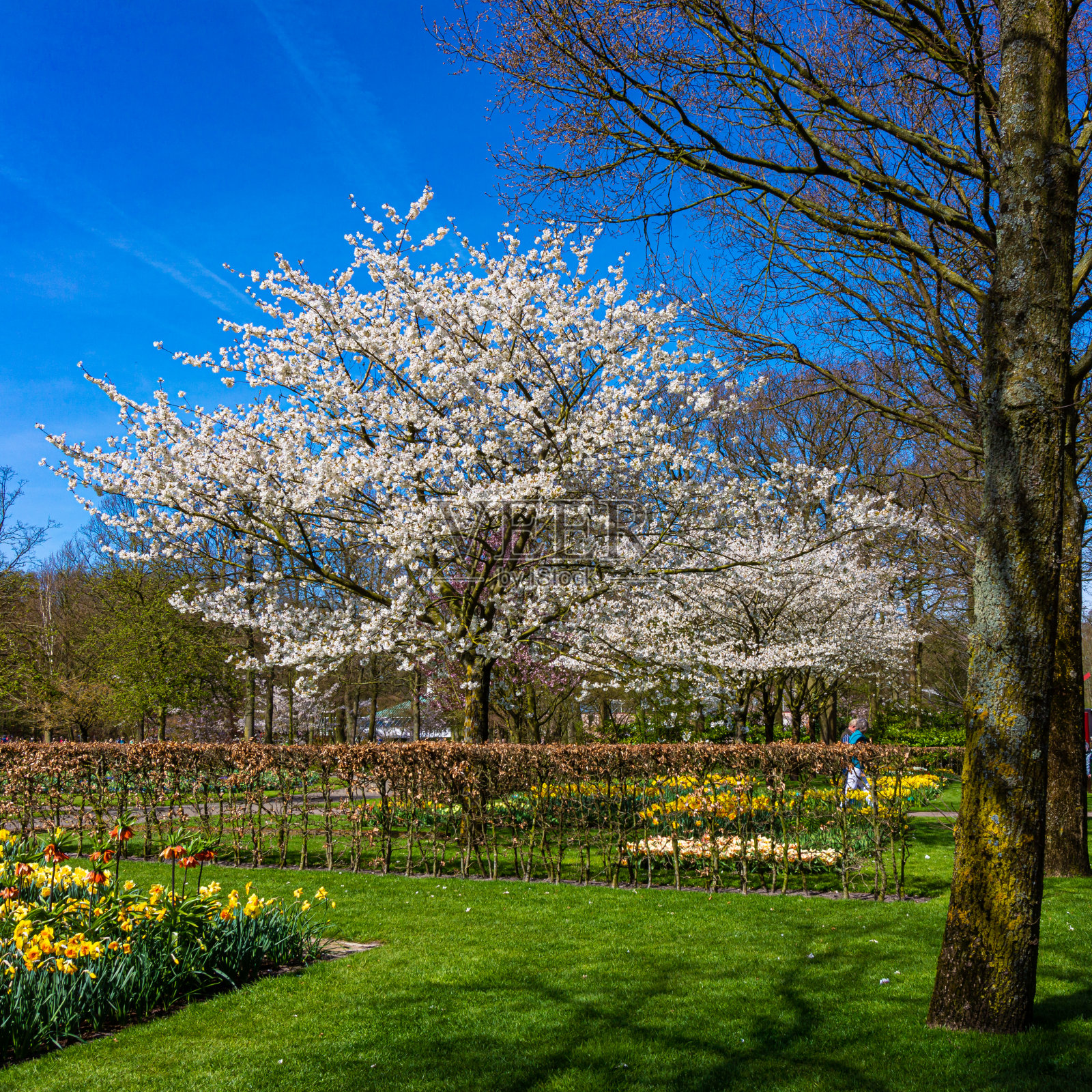 美丽的花园的花。春天的背景照片摄影图片