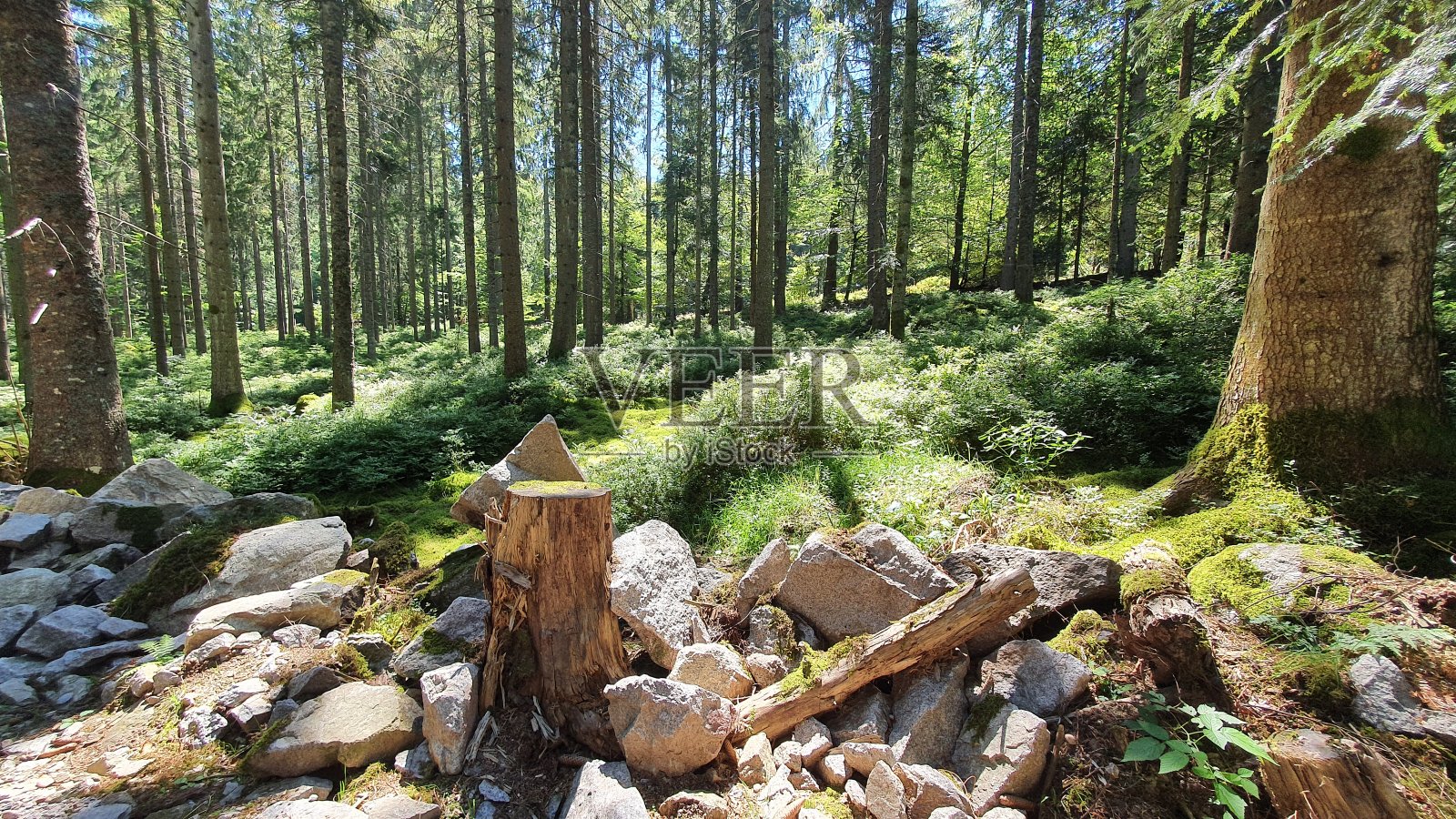 石桩照片摄影图片