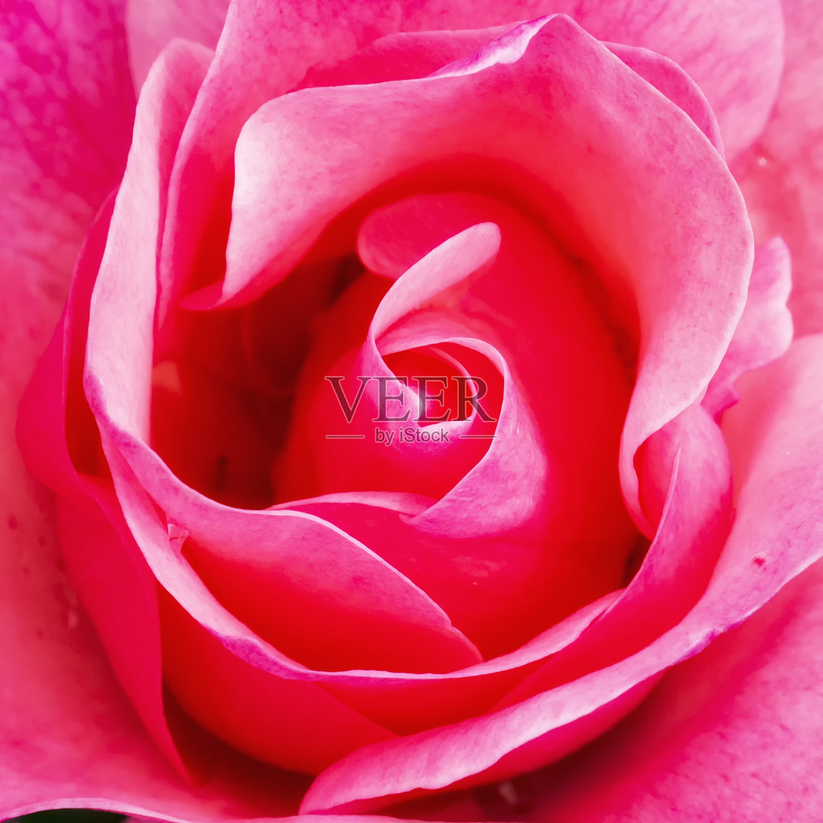 前景的粉红色照片摄影图片