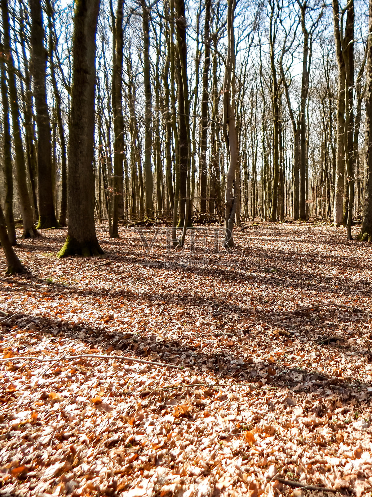 秋天的树没有叶子照片摄影图片