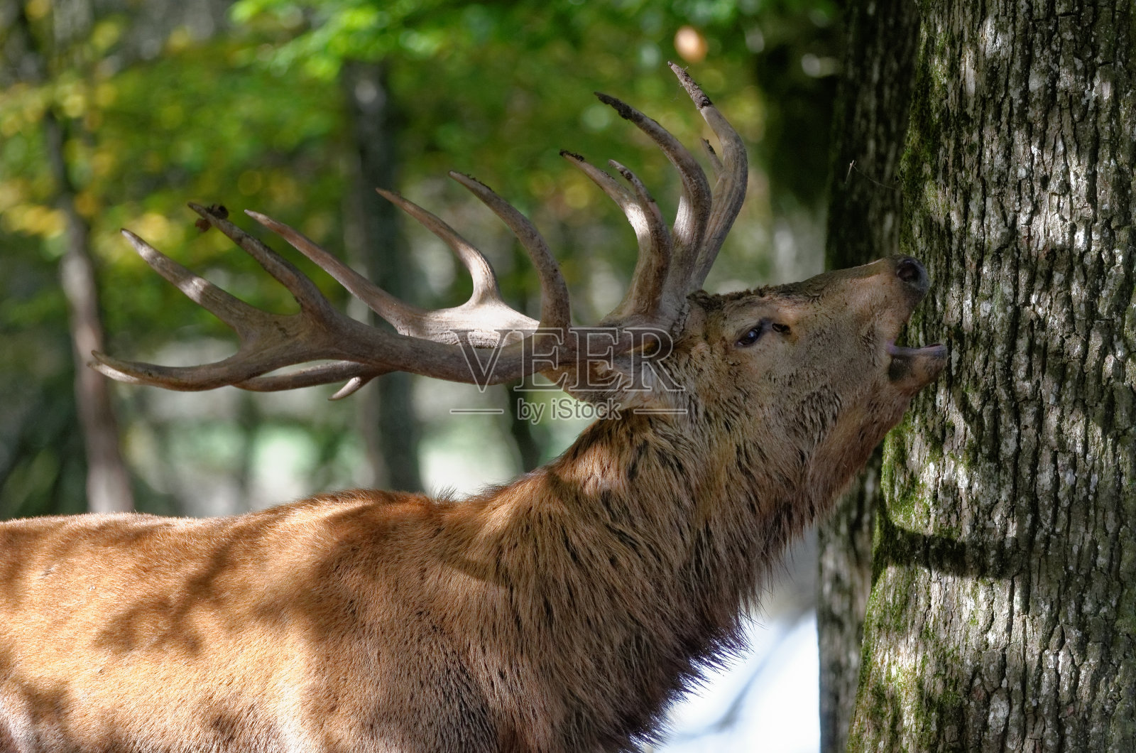 鹿的发情照片摄影图片