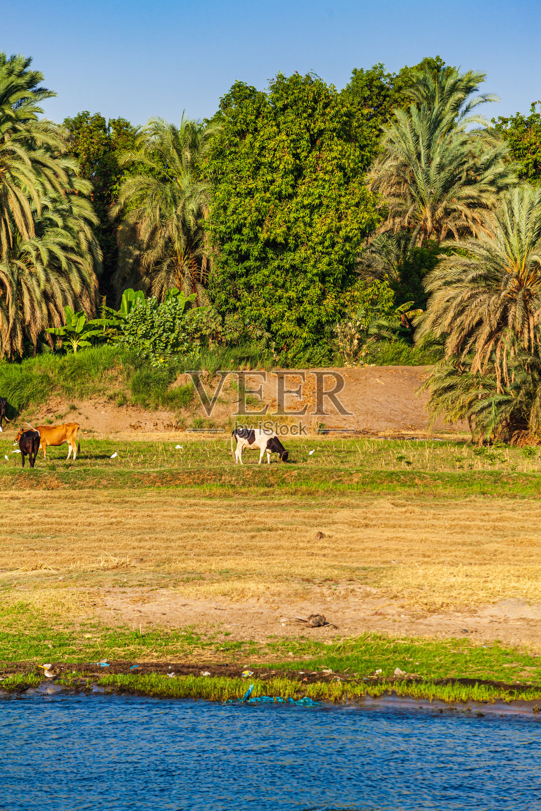 尼罗河游轮上的埃及日出照片摄影图片