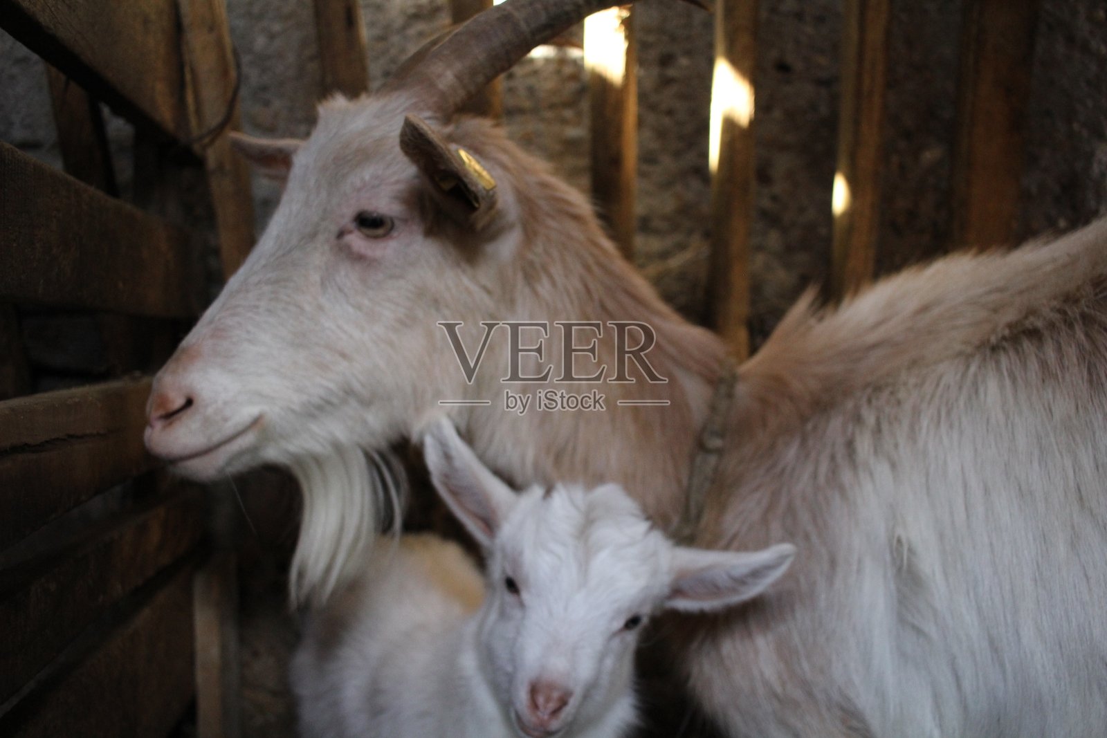 妈妈和小山羊照片摄影图片