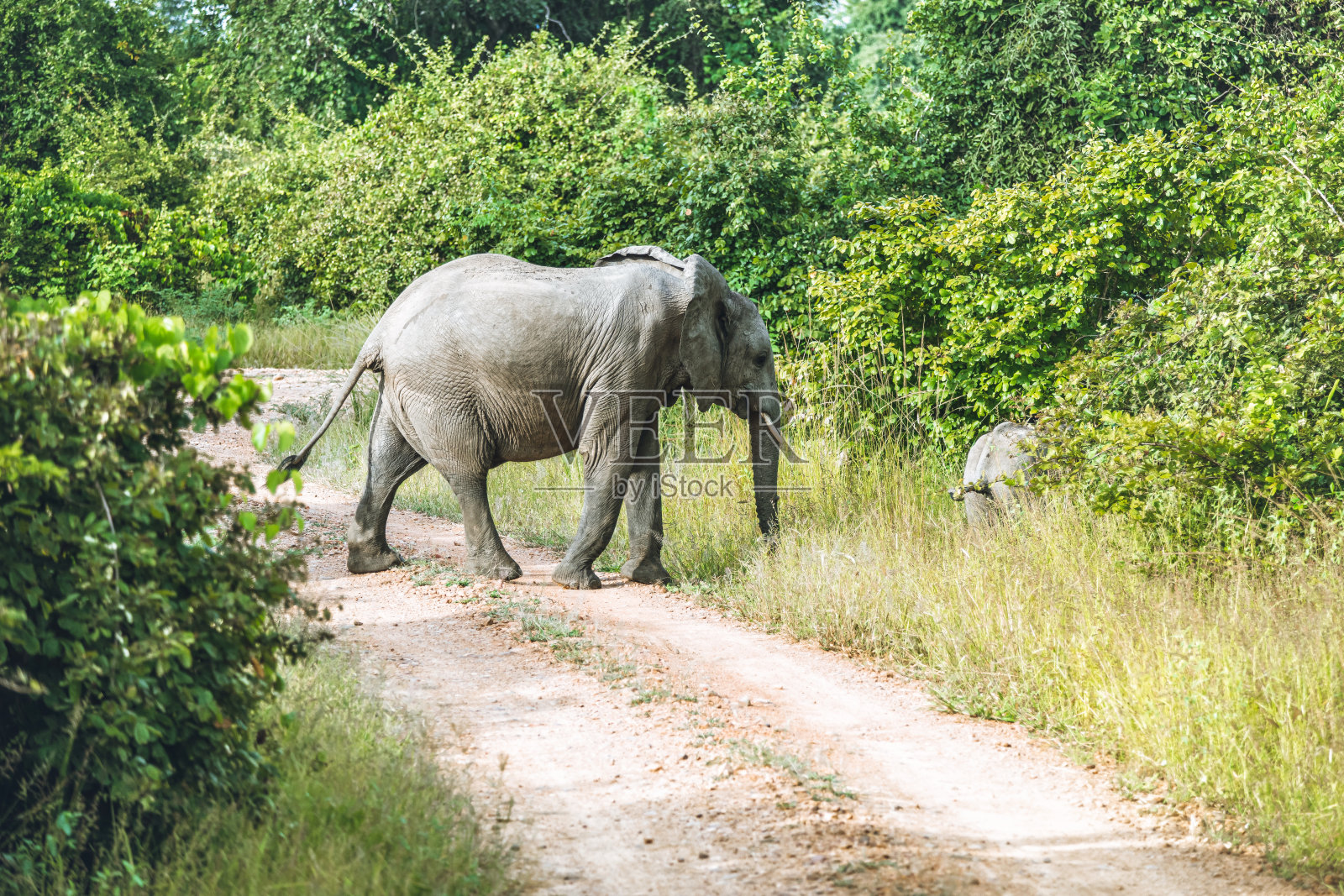 大象妈妈带着孩子穿过国家公园的小路照片摄影图片