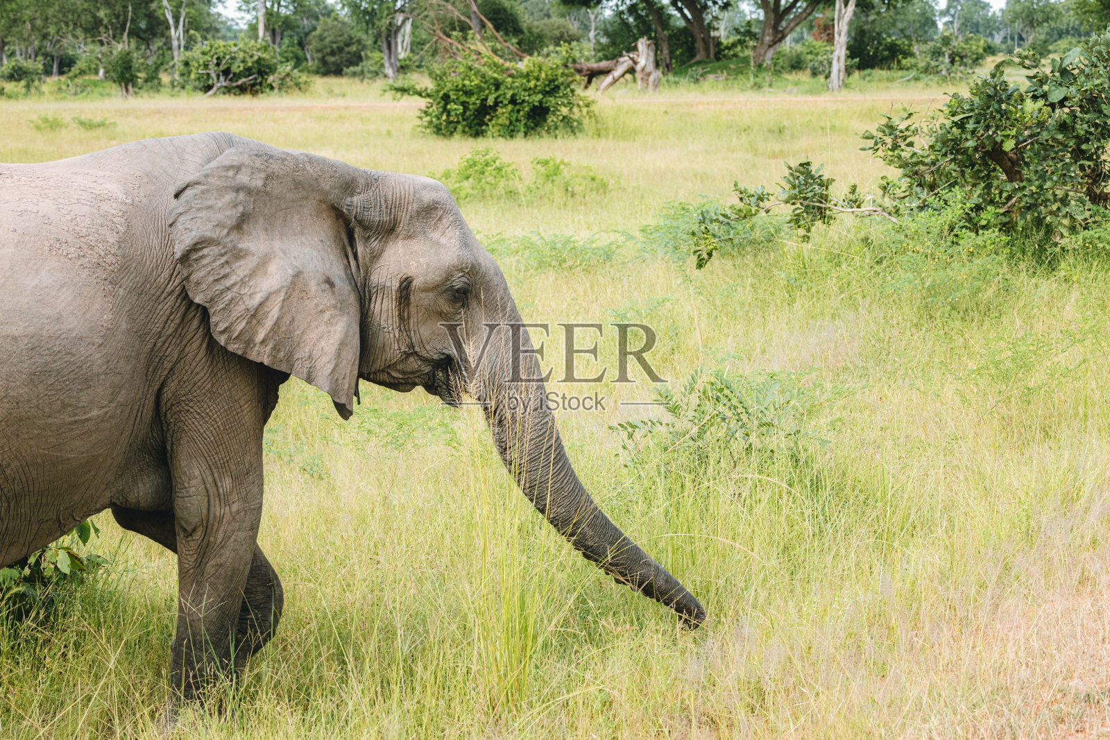 赞比亚大草原上的一头单身母象照片摄影图片
