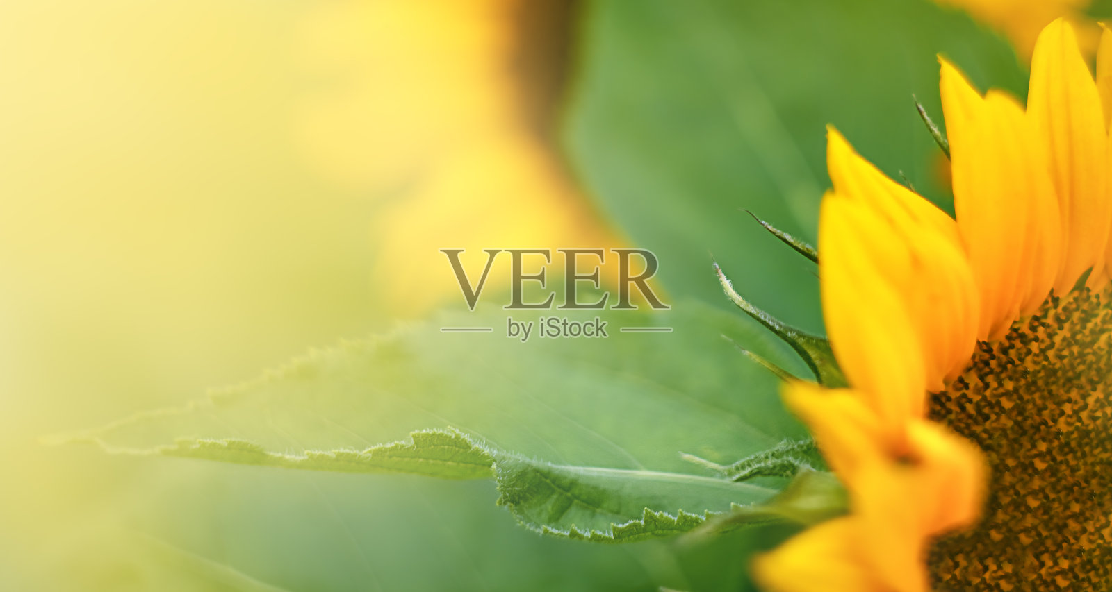 向日葵的细节与绿色的叶子。照片摄影图片