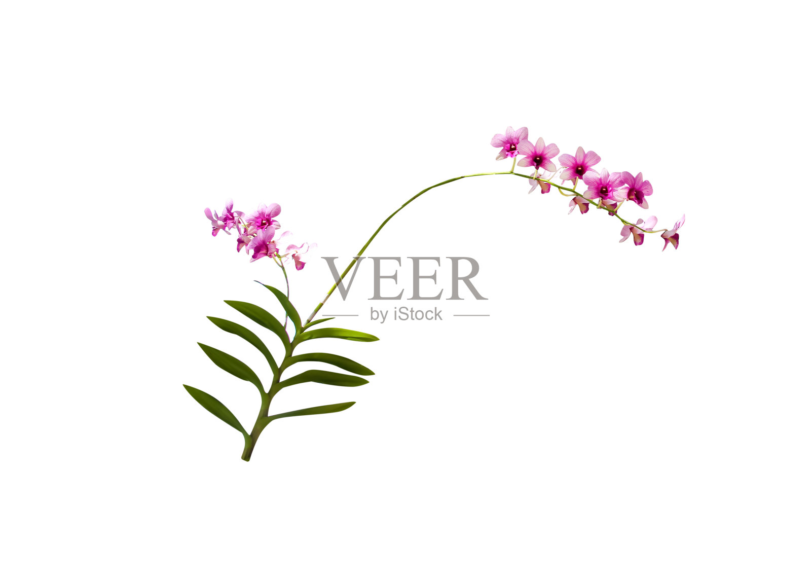 粉红色的石斛兰花枝或石斛杂交开花，长绿色茎和叶孤立在白色背景的修剪路径上照片摄影图片