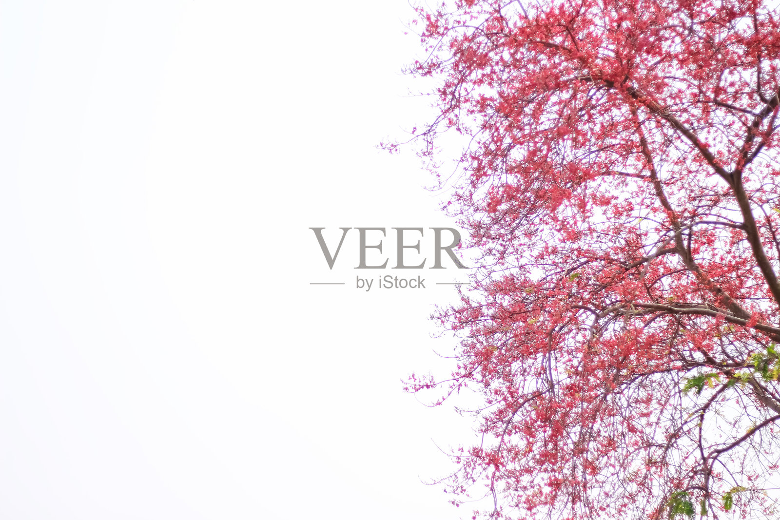 粉红色的花或桂皮树在白色的天空夏季背景照片摄影图片