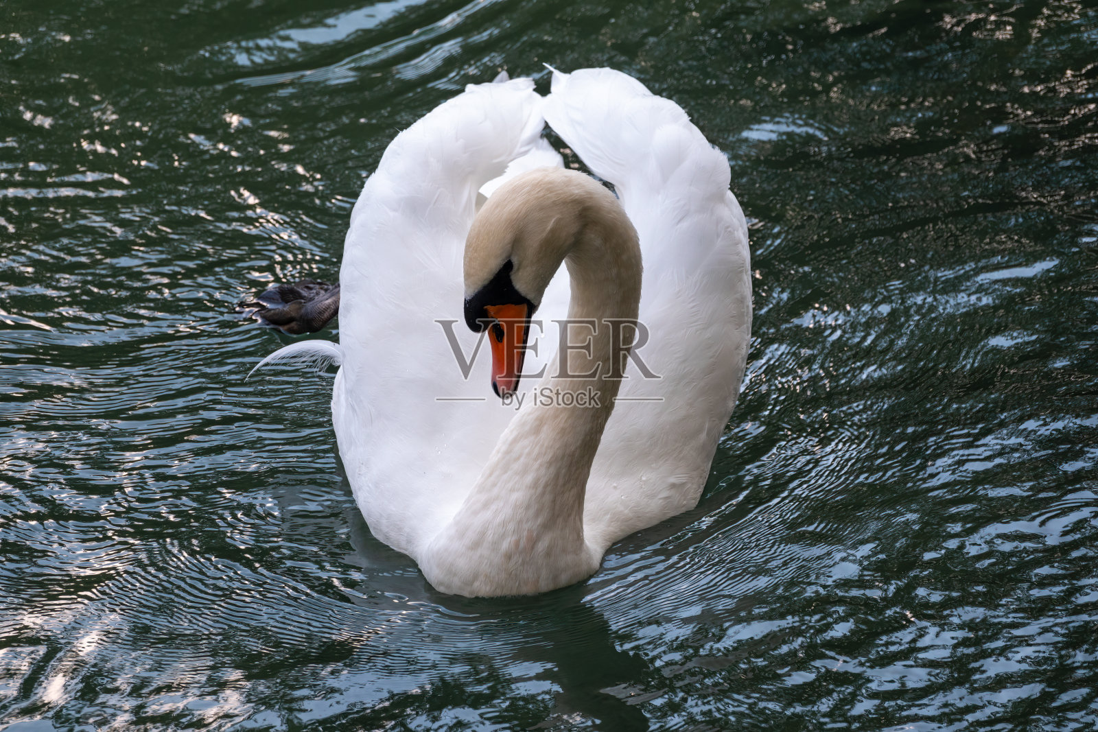 一只优雅的白天鹅游在暗绿色的湖面上。那只白天鹅倒映在水中照片摄影图片