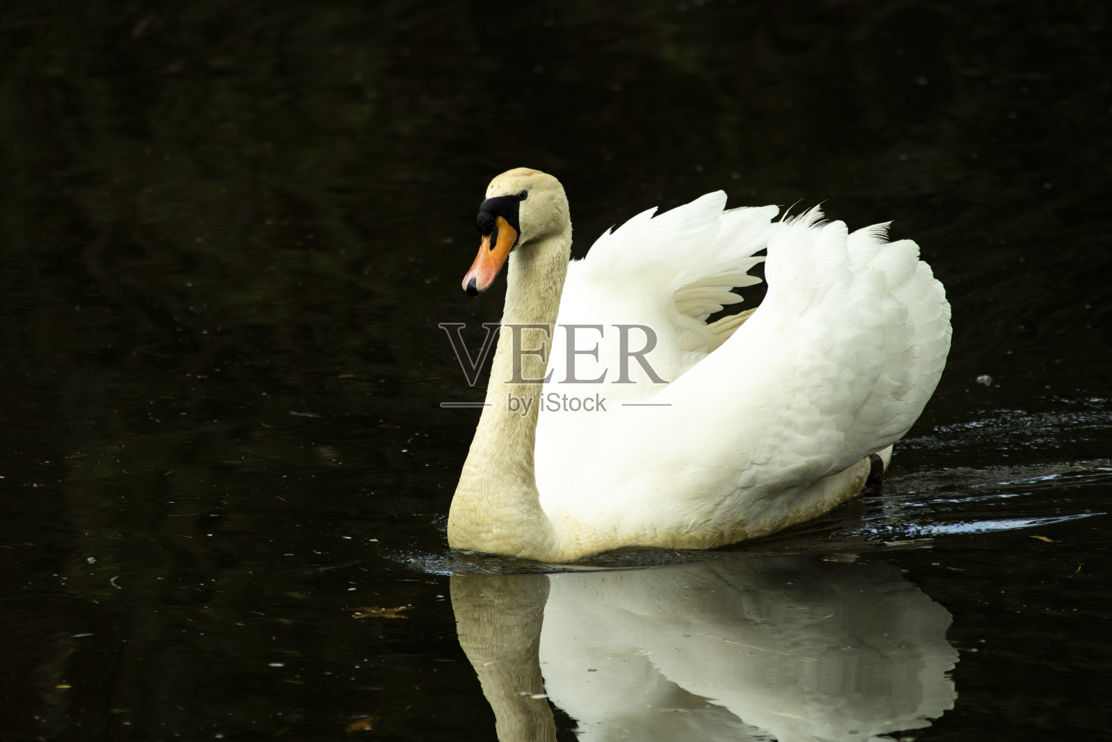 天鹅照片摄影图片