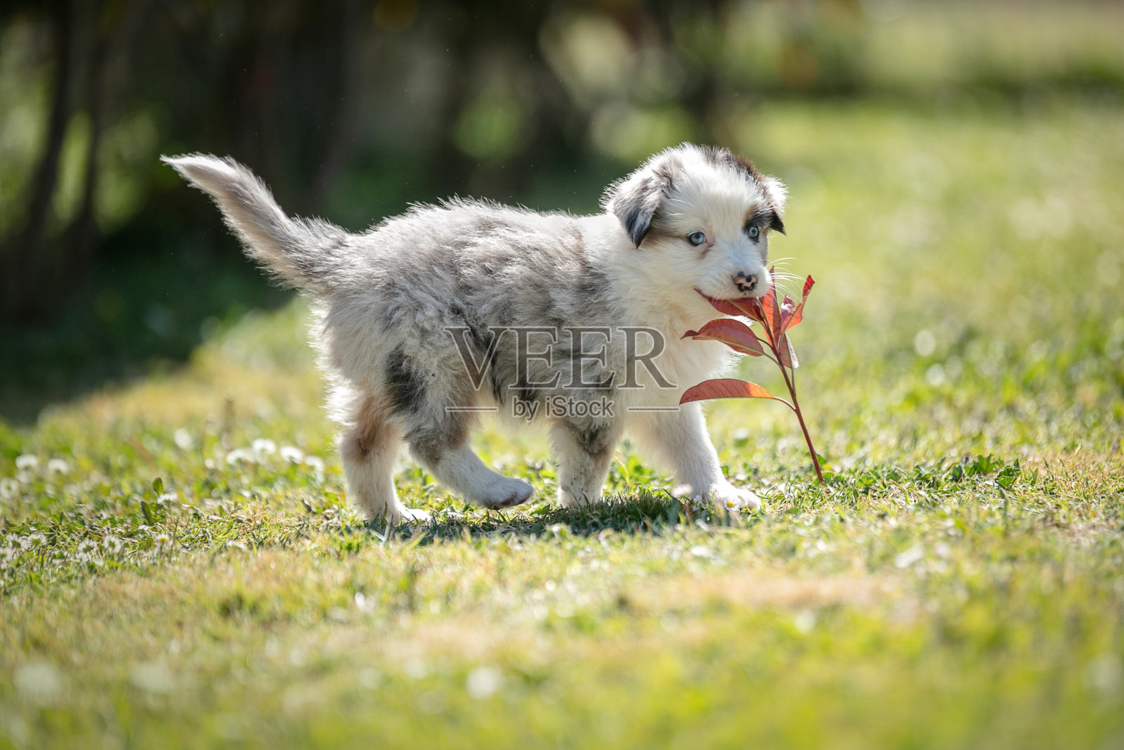 可爱的澳大利亚牧羊犬照片摄影图片