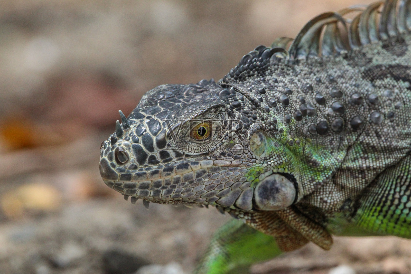 绿色鬣蜥特写照片照片摄影图片