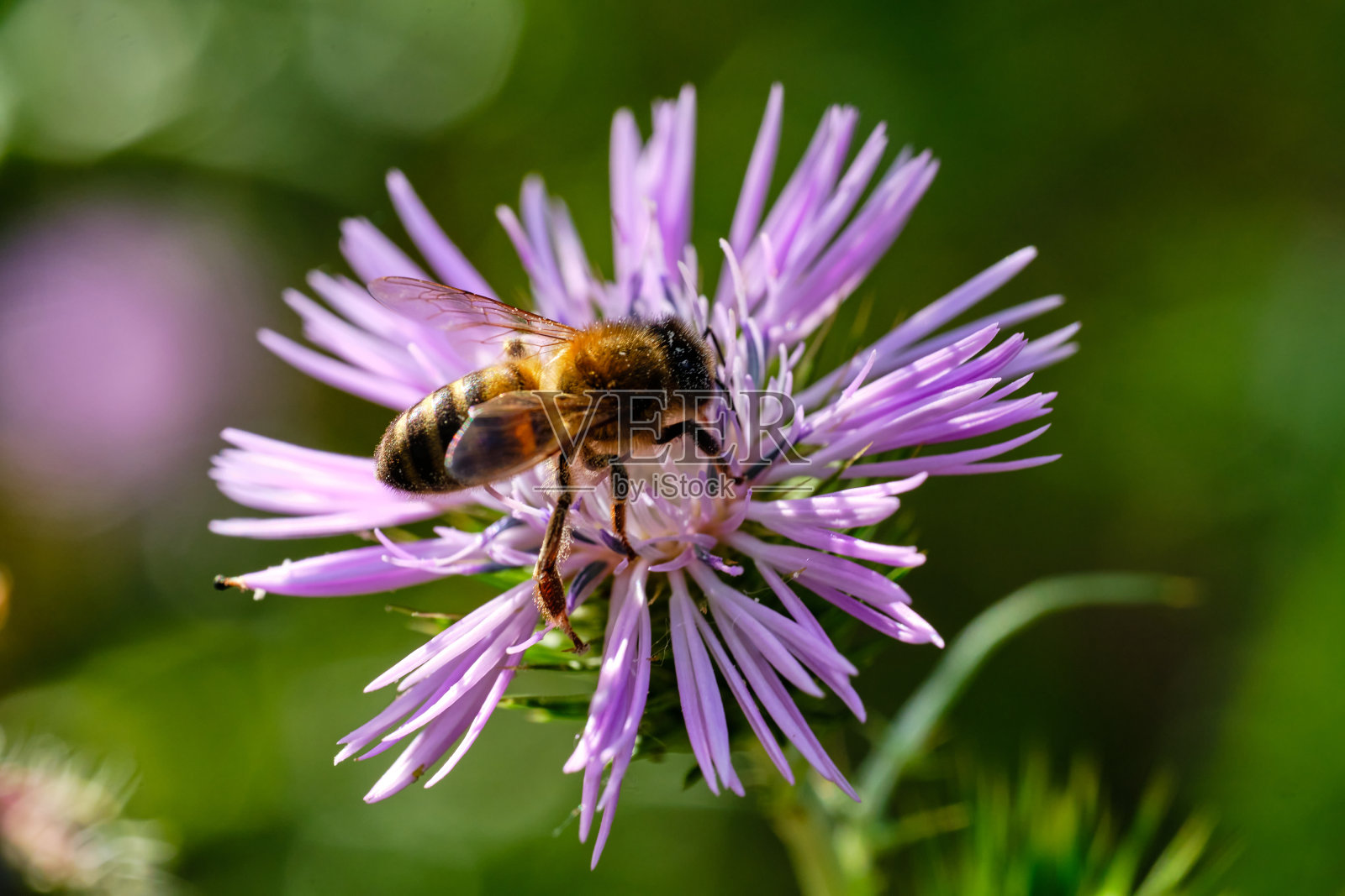 蜜蜂采集花粉的微距摄影照片摄影图片