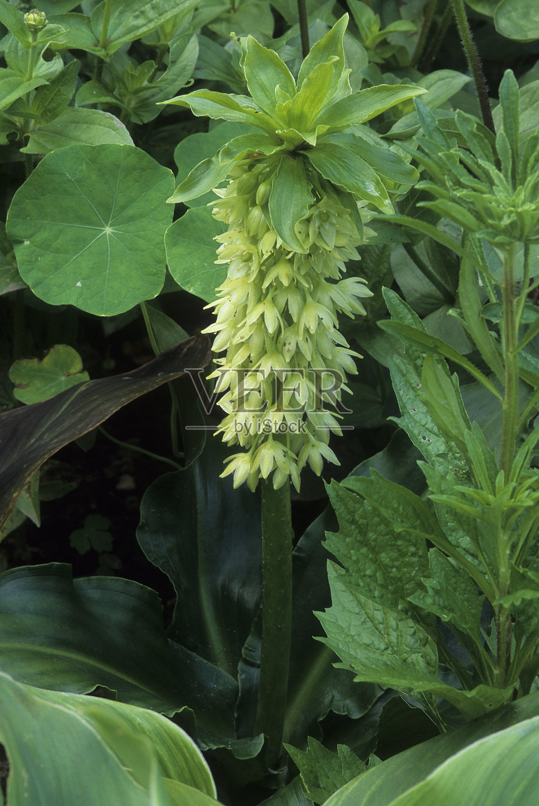 菠萝莉莉照片摄影图片