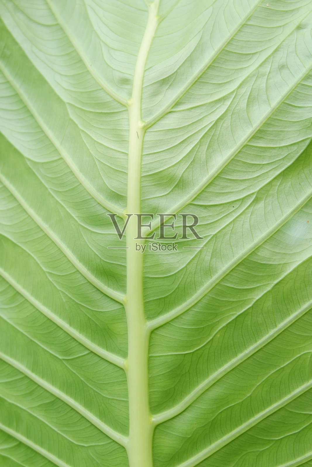 背景的叶子照片摄影图片